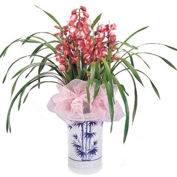 大(dà)花(huā)蕙蘭