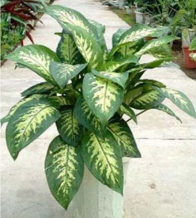 斑馬萬年(nián)青