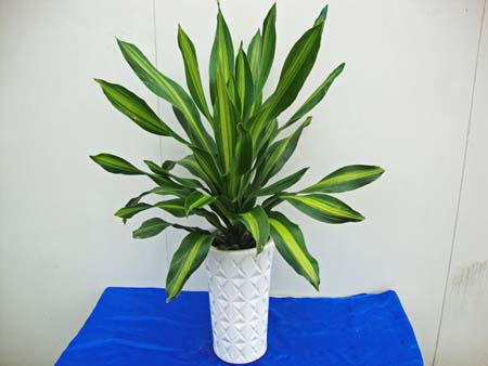 金(jīn)心也(yě)門(mén)鐵(tiě)