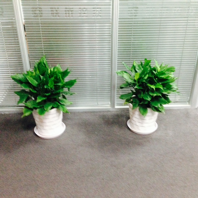 萬年(nián)青|九堡植物(wù)租賃