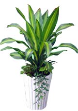 金(jīn)心也(yě)門(mén)鐵(tiě)||下(xià)沙植物(wù)租賃