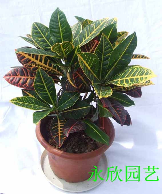 變葉木(mù)|下(xià)沙植物(wù)出租