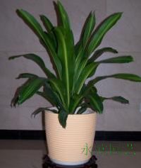 金(jīn)心也(yě)門(mén)鐵(tiě)｝北(běi)部轉業(yè)園植物(wù)租賃