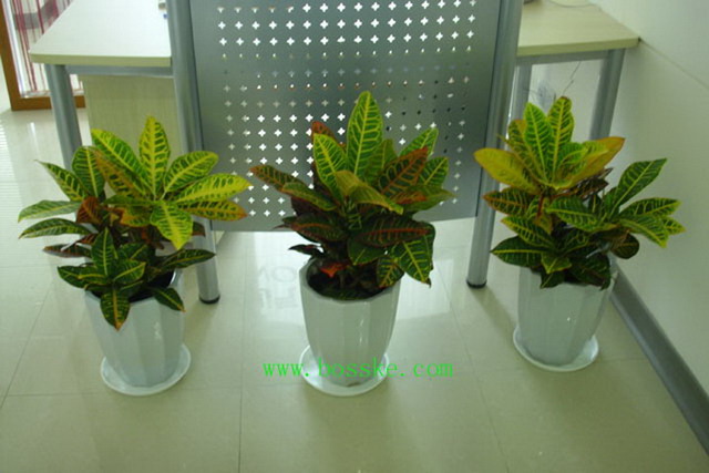 變葉木(mù)|北(běi)部轉業(yè)園植物(wù)租賃