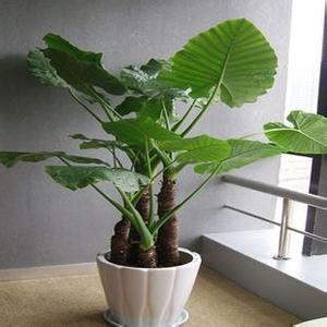  滴水(shuǐ)觀音(yīn)