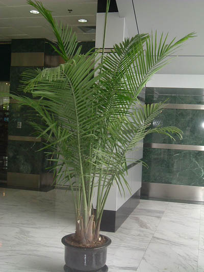 國(guó)王椰子(zǐ)