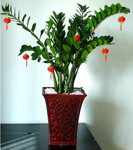 金(jīn)錢(qián)樹(shù)