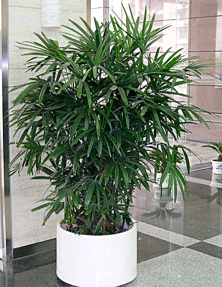 金(jīn)山(shān)棕