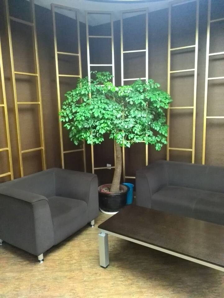 幸福樹(shù)|濱江花(huā)卉出租