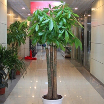 三杆發财樹(shù)｝濱江植物(wù)租擺|蕭山(shān)植物(wù)出租