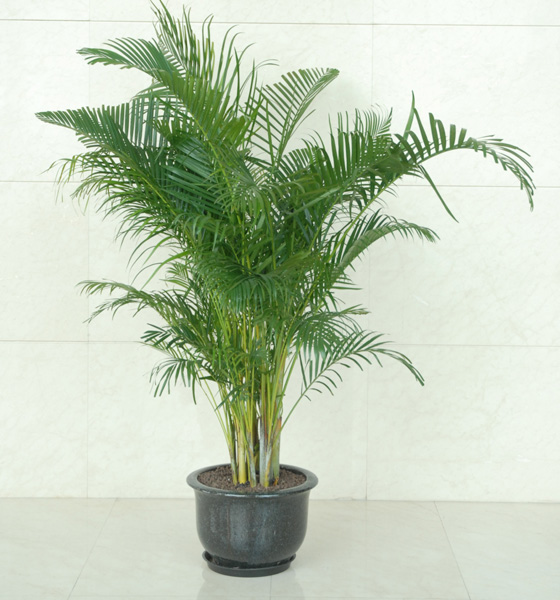 散尾葵|下(xià)沙植物(wù)出租|九堡植物(wù)出租