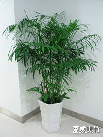 夏威夷竹|下(xià)沙地(dì)區(qū)植物(wù)出租