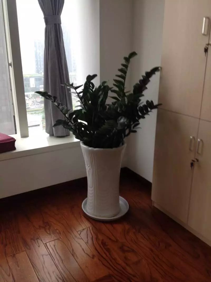  金(jīn)錢(qián)樹(shù)|下(xià)沙九堡地(dì)區(qū)植物(wù)出租