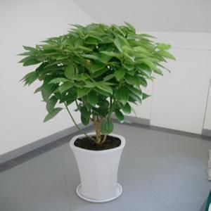 平安樹(shù)|下(xià)沙九堡地(dì)區(qū)植物(wù)出租