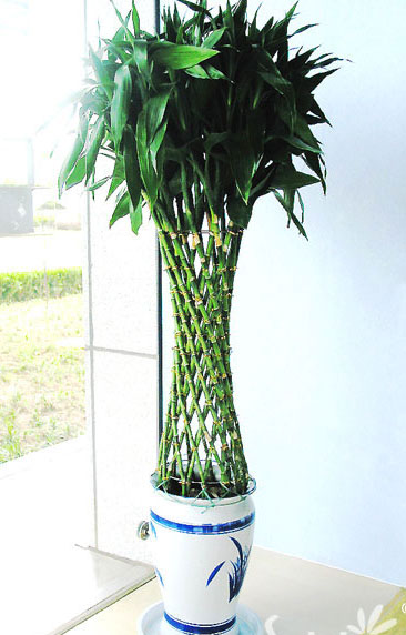 富貴竹籠|下(xià)沙植物(wù)租擺