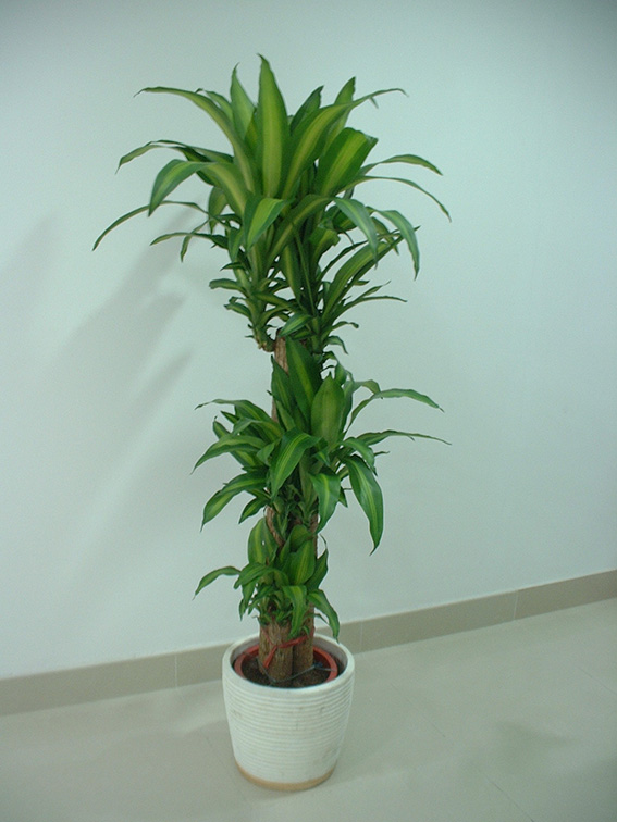 巴西(xī)木(mù)|上(shàng)城(chéng)區(qū)植物(wù)租擺