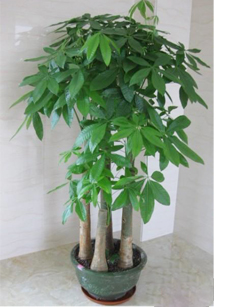 步步高(gāo)發财樹(shù)|濱江地(dì)區(qū)植物(wù)出租