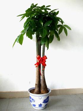 三杆發财樹(shù)|蕭山(shān)植物(wù)出租