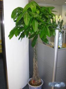 單杆發财樹(shù)|錢(qián)江新城(chéng)植物(wù)出租