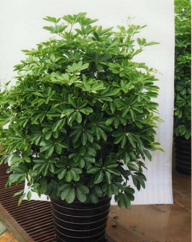 鴨腳木(mù)|下(xià)沙植物(wù)租擺