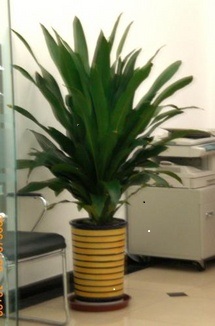 多(duō)頭也(yě)門(mén)鐵(tiě)|蕭山(shān)濱江植物(wù)出租