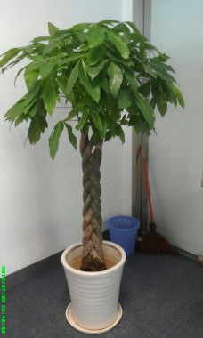 五邊發财樹(shù)|蕭山(shān)濱江植物(wù)租賃