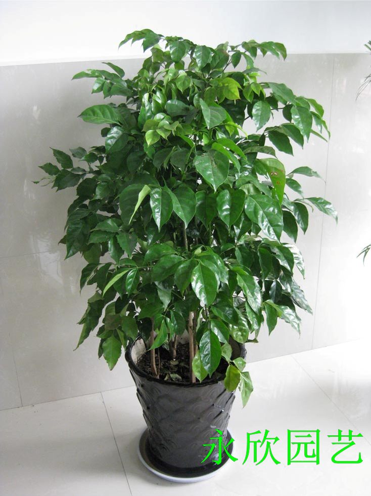 鴨腳木(mù)|濱江植物(wù)租賃
