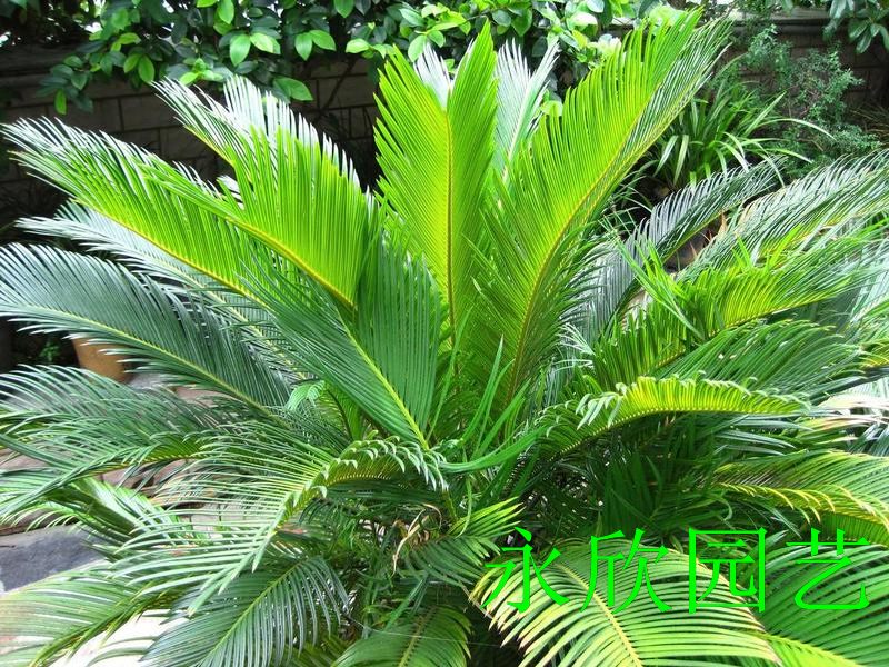 鐵(tiě)樹(shù)|蕭山(shān)濱江植物(wù)租賃