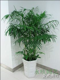 夏威夷竹|濱江植物(wù)租賃