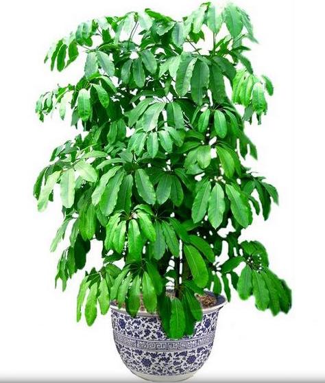 鴨腳木(mù)|上(shàng)城(chéng)區(qū)植物(wù)租賃