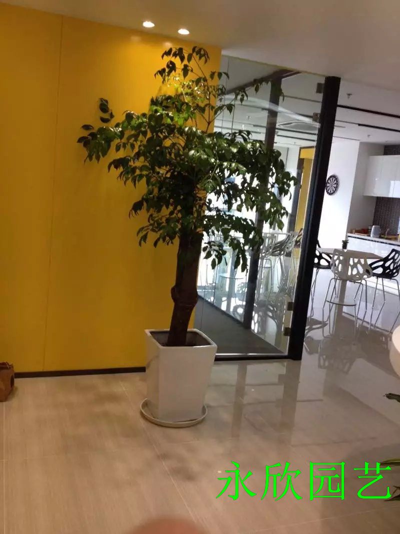 幸福樹(shù)｝北(běi)部轉業(yè)園植物(wù)租賃