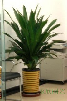 青也(yě)門(mén)鐵(tiě)|杭州植物(wù)租賃