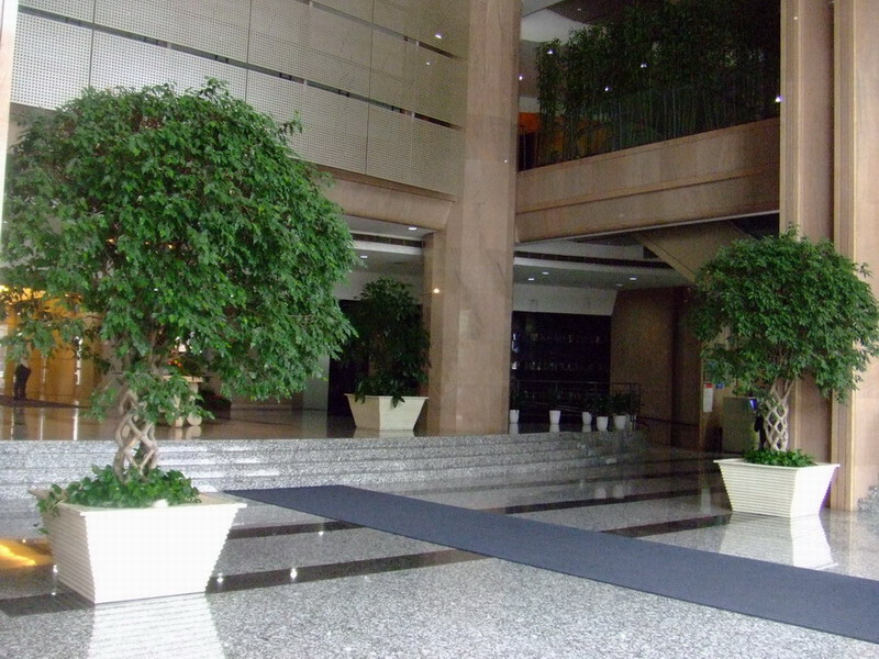 榕樹(shù)|杭州植物(wù)租賃