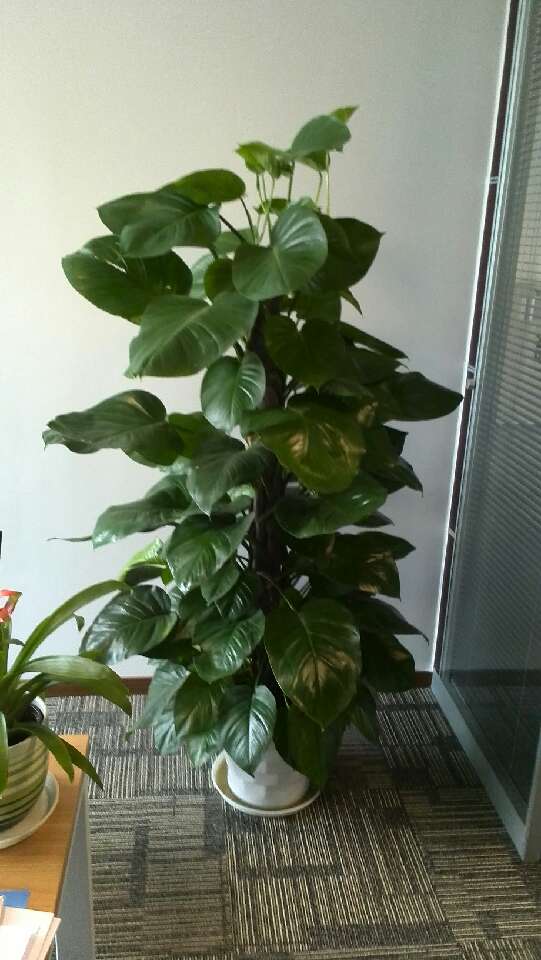 大(dà)綠(lǜ)蘿|北(běi)部轉業(yè)園植物(wù)租賃