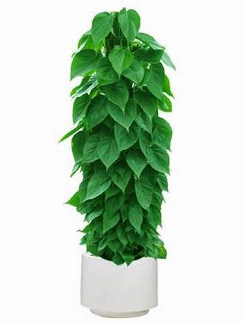 杏葉藤|北(běi)部轉業(yè)園植物(wù)租賃