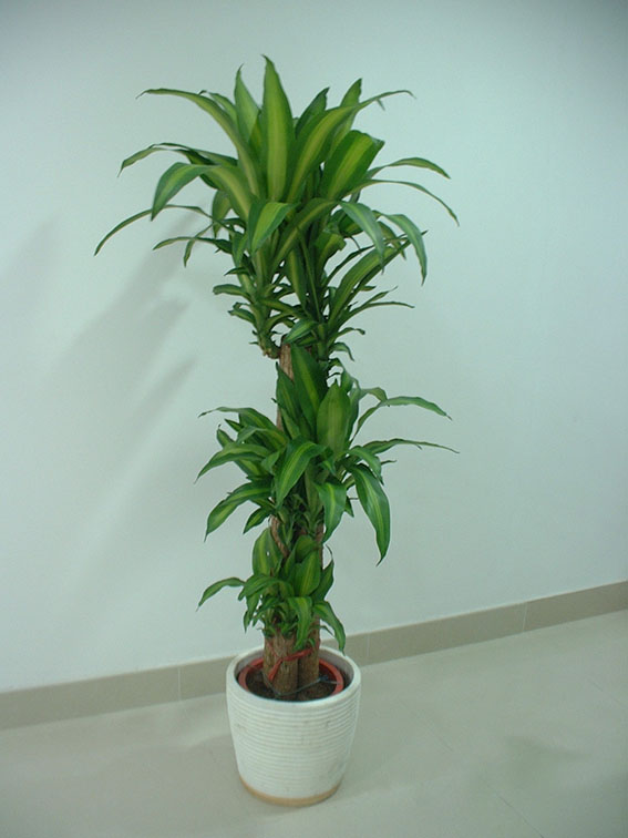 巴西(xī)木(mù)|北(běi)部轉業(yè)園植物(wù)租賃