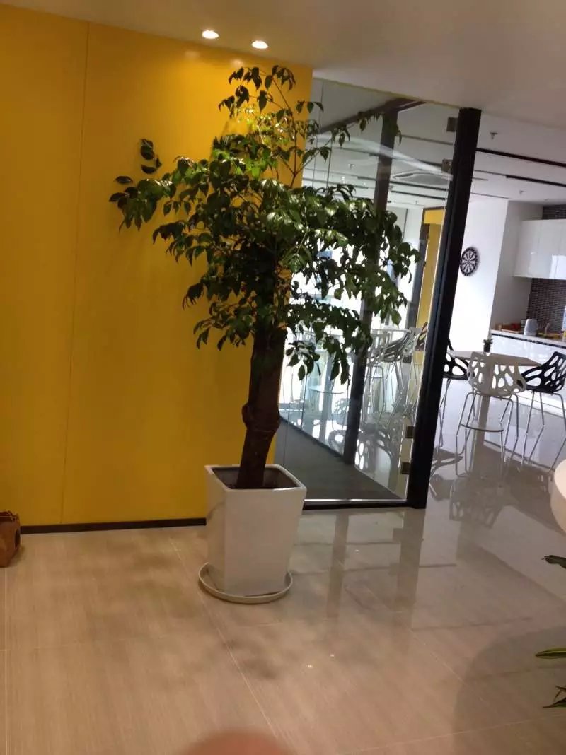 幸福樹(shù)|濱江植物(wù)租賃